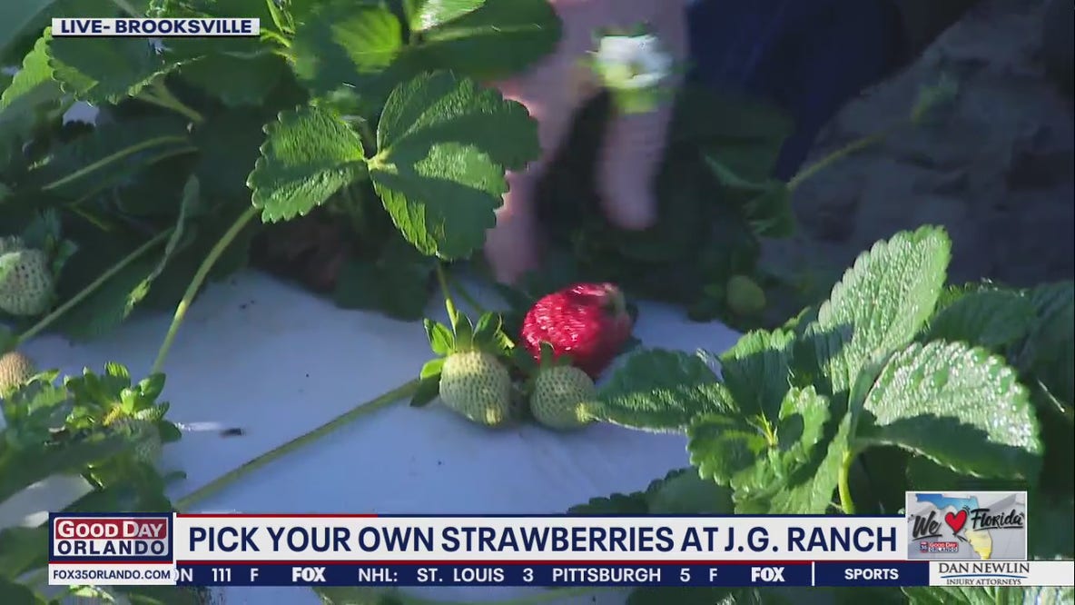 Pick your own strawberries at J.G. Ranch